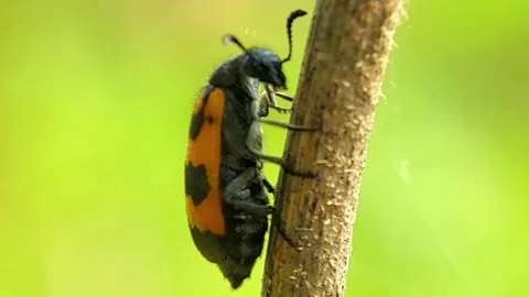 Blister Beetle (Meloidae) Climbing Dry Plant Stem 2K Slow Motion 库存影片 346277190