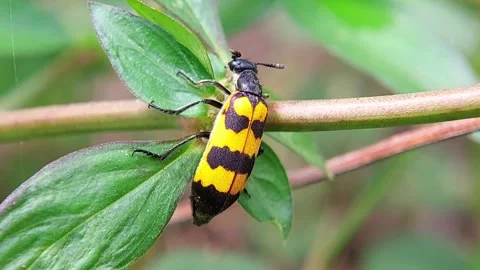 Blister Beetle (Meloidae) Feeding on Flower Bud 4K Slow Motion Stock Footage 346274744