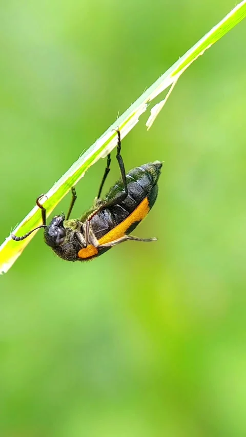 Blister Beetle (Meloidae) Hanging on Grass Blade 4K Slow Motion Stock Footage 346274750