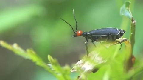 Blister beetle move its head Stock Footage 50236234
