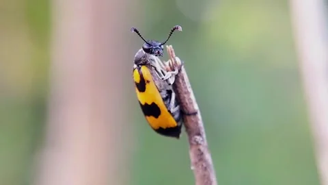 Blister Beetle (Mylabris) Turning Head on Twig 4K Slow Motion Copy Space Stock Footage 346490854
