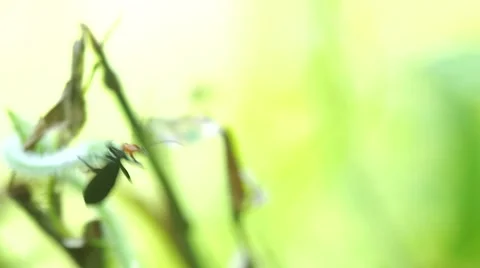 Blister beetle on the plant tip Stock Footage 50236230