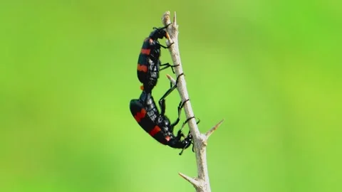 Blister beetles mating on plant stem Stock Footage 322724626