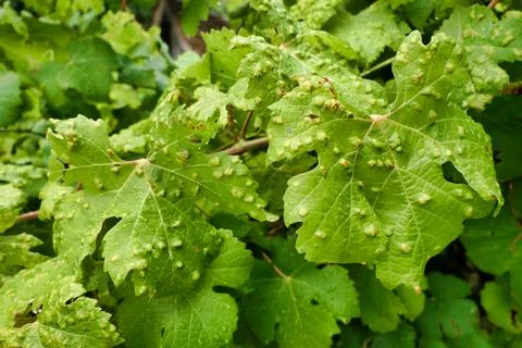 Blistered Grape Leaves. Stock Photos