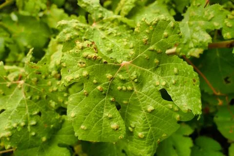 Blistered Grape Leaves. Stock Photos