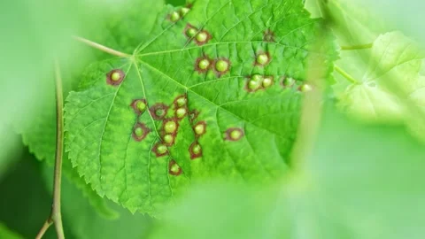 Blistering Sick Tree Leaves Infested with Parasite 스톡 동영상 198288168