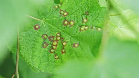 Blistering Sick Tree Leaves Infested with Parasite Stock Photos
