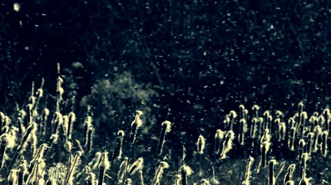 The  blizard with the many flying sedge fuzz. Stock Footage 38868223