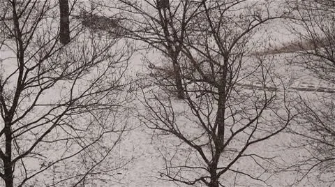 Blizzard 11 trees Video stock 10743544