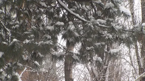 Blizzard Aftermath Rugged Tree Still-Shot Stock Footage 34608930