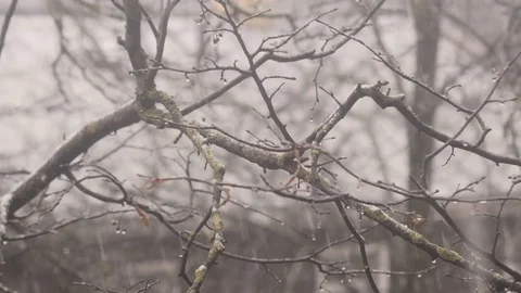 Blizzard and snowfall. 4K UHD Stock Footage 72790170