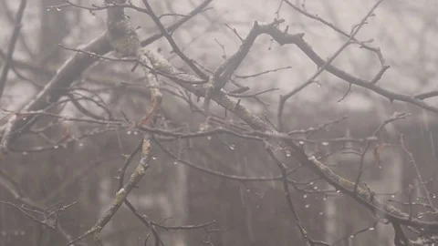 Blizzard and snowfall. 4K UHD Vídeos de archivo 72790233