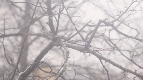 Blizzard and snowfall. 4K UHD Vídeo Stock 72790338