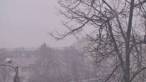 Blizzard and snowfall. Timelapse. 4K UHD Stock Footage 72790371