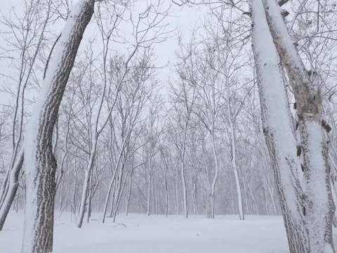 Blizzard blowing drifting snow through bare forest trees during storm background Stock Footage 283815298