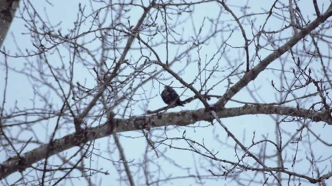 The blizzard. Blurred winter background with the bird sitting on the tree branch Stock Footage 188448268