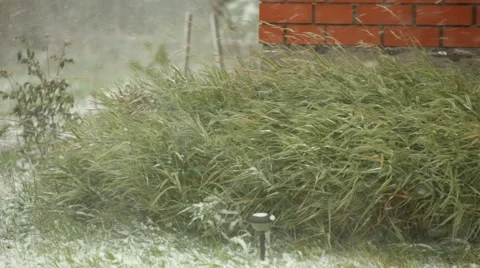 Blizzard, brick wall and high bushes 2 Stock Footage 56322585