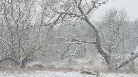 Blizzard, covered with snow trees Stock Footage 62648537