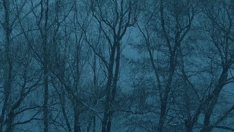 Blizzard in early spring on the shore of river Stock Footage 73979742