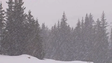 Blizzard evergreen forest Stock Footage 74062420