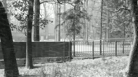 Blizzard Stock Footage 83885065