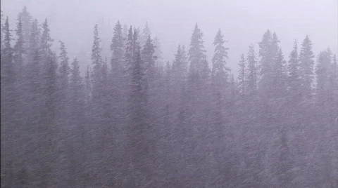 Blizzard in the forest 2 Stock Footage 98405