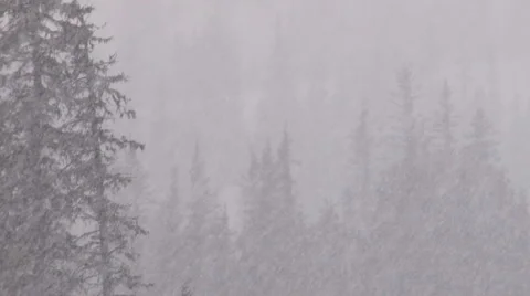 Blizzard Forest 2 Stock Footage 2836169