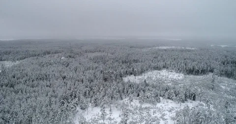 Blizzard forest, C4k aerial, tracking, drone shot, of a snowstorm above snowy Stock Footage 102402183