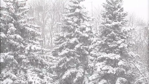 Blizzard in the forest of Christmas trees 動画素材 70286190