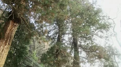 Blizzard in forest Stock Footage 10931178