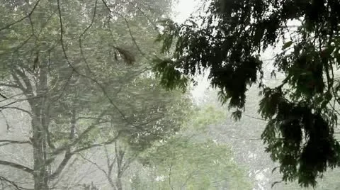 Blizzard in forest Stock Footage 10931206