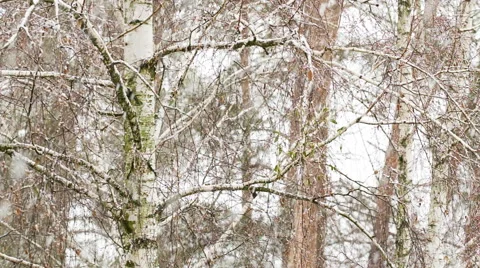 Blizzard in the forest. Video stock 58092367