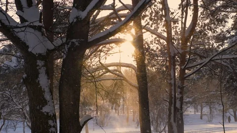Blizzard In The Forest Forms Snowfall Against The Sunset And Snowflakes Sparkle Stockbeeldmateriaal 93082951