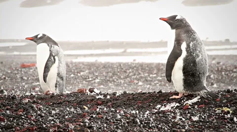 Blizzard Gentoo Penguin Stockbeeldmateriaal 65427215