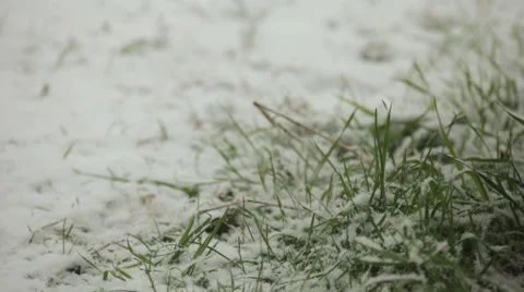 Blizzard, green grass Stock Footage 56322595