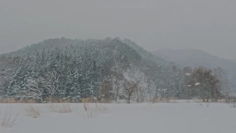 Blizzard Obscuring Snow Covered Mountain and Bare Trees in Rural Winter Japan Stock Footage 336458410