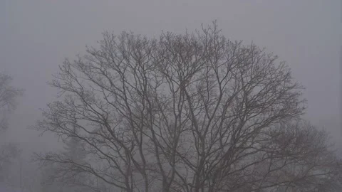 Blizzard shakes the branches of a tree at winter. 4K Stock Footage 168632422