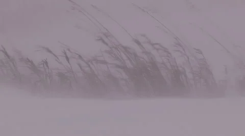 Blizzard snow and high wind in severe snow storm on cold winter day Видео 45731140