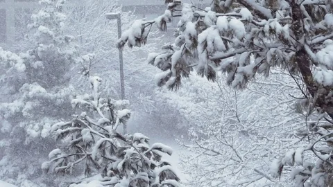Blizzard snow covered trees slow motion Stock Footage 73373309