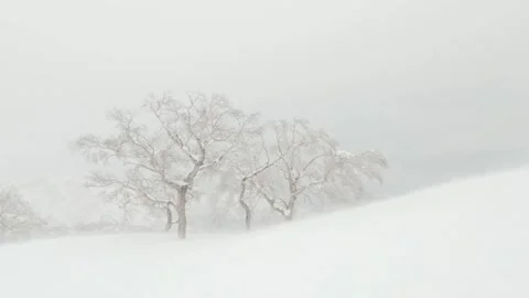 Blizzard snow drifting past tree on mountaintop winter weather landscape Stock Footage 273643371