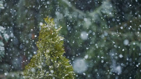 Blizzard Snow Storm During Heavy Winds Winter Snowfall in Mountains Forest .. Stock Footage 345744324