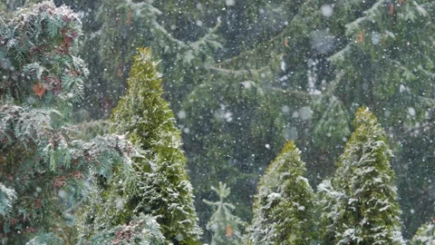 Blizzard Snow Storm During Heavy Winds Winter Snowfall in Mountains Forest .. Stock Footage 345747508