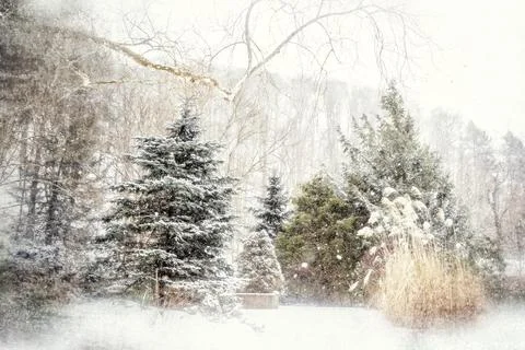 Blizzard like snowfall with snow covered trees Stock Photos