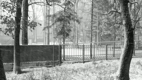 Blizzard Snowflakes Stock Footage 83885115