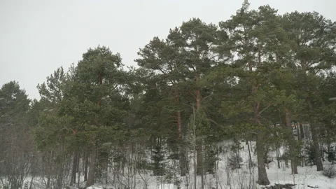 Blizzard, snowstorm, strong wind and snowfall near forest. Fir tree, coniferous 스톡 동영상 169099007