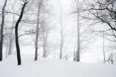 Blizzard through a snowy forest Stock Photos