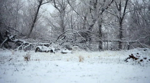 Blizzard trees Stock Footage