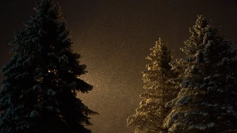 Blizzard in the Trees Stock Footage 126076511