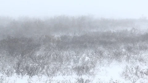 Blizzard on tundra Video stock 122275443