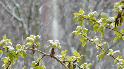 Blizzard View with Spring Twigs Stock Footage 127387517